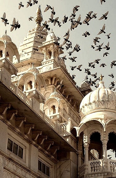 Pigeons above Jaswant Thada Palace in Jodhpur, India