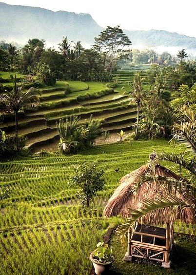 Beautiful terraced rice fields of Sidemen, Bali, Indonesia