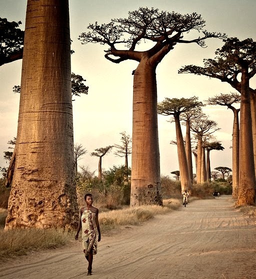 Avenue of the Baobabs, Madagascar .]]>” id=”IMAGE-m7lm39eK2y1r6b8aao1_1280″ /></a></p>
<p>Avenue of the Baobabs, Madagascar .]]><br />#people, #indian ocean, #landscape, #Afrique, #africa</p>
			</div><!-- .entry-content -->

	<footer class=