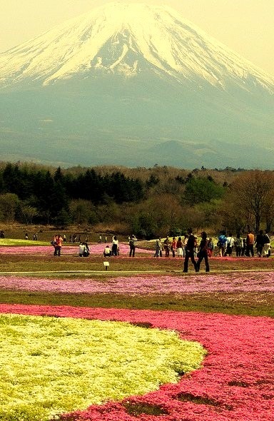Shibazakura Flower Festival with Mount Fuji in the background, Japan
