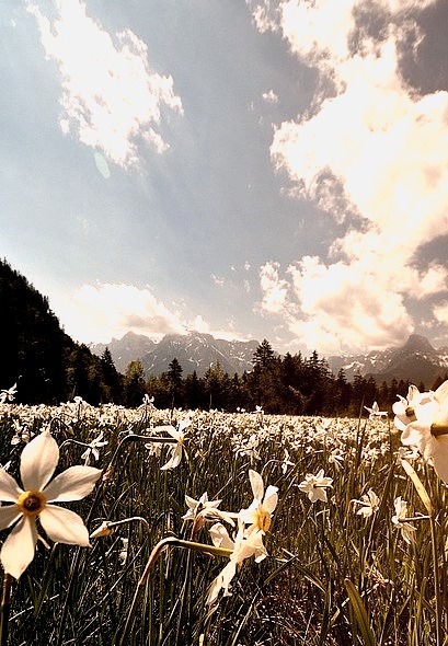 Daffodil fields in Almtal Valley, Salzkammergut, Austria
