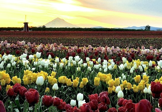 Wooden Shoe Tulip Farm in Woodburn, Oregon, USA