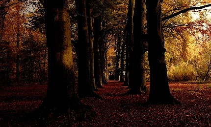 Autumn Forest, The Netherlands