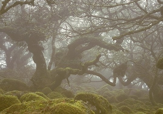 Haunted forests of Dartmoor National Park in Devon, England